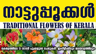 51 Flowers names in Malayalam amp English കേരളത്തിലെ 51 നാടൻ പൂക്കളുടെ പേരുകൾ [upl. by Alyacim]