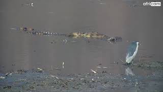 Crocodiles Mating [upl. by Airreis]