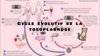 10 mins pour comprendre LE CYCLE ÉVOLUTIF DE LA TOXOPLASMOSE [upl. by Teresa]