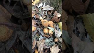 Pholiota squarrosa Фоліота звичайна Лускатка звичайна mushroom nature wildmushrooms природа [upl. by Cahra780]