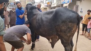 Chacha Ka Qurbani 2023 Ka Bachra quotKalluquot Bhi Khud Qurban Krwaya Alhamdulillah 🥰  AR Maani [upl. by Ohare53]