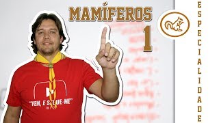 Especialidade de Mamíferos  Parte 12 [upl. by Solomon]