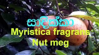 Sadikka  Nut meg Myristica fragrans  Ayurvedic plants [upl. by Grobe]