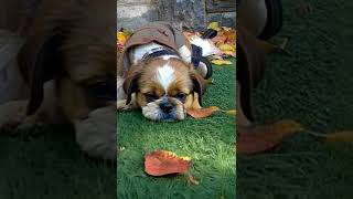 Cute Shih Tzu Wants Fall Leaves [upl. by Jemy]