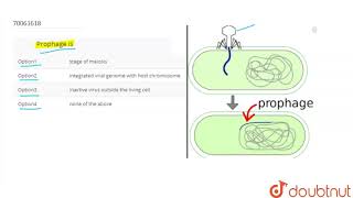 Prophage is [upl. by Mosby]