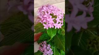 Pentas lanceolata Plantviralvideo garden [upl. by Amikan]