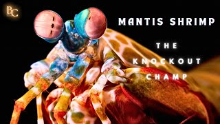 Mantis Shrimp Punch The Fastest Punch In The Animal Kingdom [upl. by Skyler]