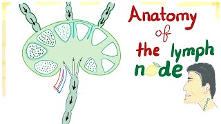 Anatomy of the Lymph node  Best Explanation Ever [upl. by Ecirp822]