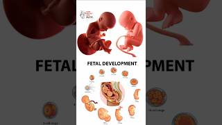 Pregnancy  Early Development  animation 3d short  learn Biology with Aliya [upl. by Anirbas618]