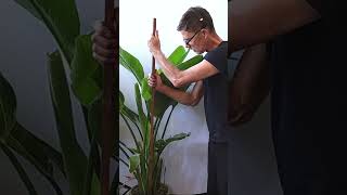 5 Tips to Grow a Massive Bird of Paradise [upl. by Vilberg]