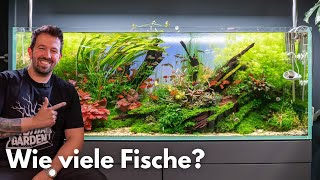 Wie viele Fische passen in ein Aquarium [upl. by Arrim]