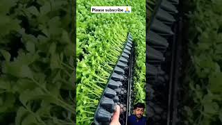 Coriander seedings are ready for spring planting 🍀🤪👍viralshorts tranding videosshortfeed [upl. by Yelsnia]