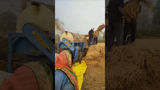 New Holland 50paddy harvestingaggriculture shortvideo [upl. by Nodnab]