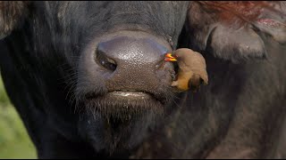 Oxpecker cleaning a buffalo’s nostrils and ears [upl. by Saunder]