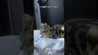 잠자리 뺏는 고양이🐱 언니도 잠 좀 편하게 자자고양이 아기고양이 귀여운영상 재밌는영상 babyanimal babycat cute catlover [upl. by Sigmund23]