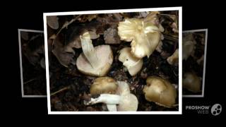 Entoloma sordidulum  fungi kingdom [upl. by Ulick79]