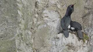 Pelagic Cormorant Courtship Success [upl. by Nomael]