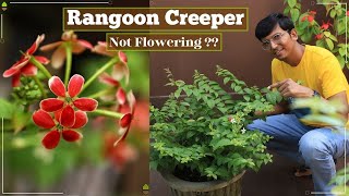 Rangoon Creeper  Not Flowering   Here is the Solution that worked for me  Madhumalti [upl. by Ginder]