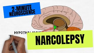 2Minute Neuroscience Narcolepsy [upl. by Aniaj161]