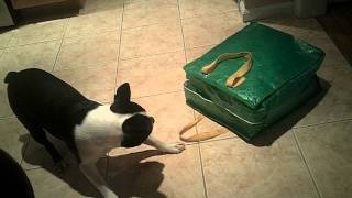 Boston Terrier Attacks Cat In Bag [upl. by Dloreh]