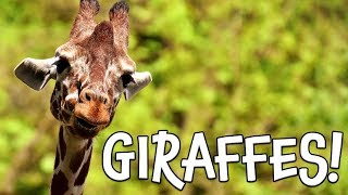 Giraffes Learn about Giraffes for Kids [upl. by Hills]