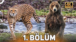 VAHŞİ SERÜVEN 1 BÖLÜM  4K HAYVAN BELGESELİ [upl. by Linkoski]