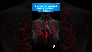 Every day how much blood does our heart pump quiz [upl. by Jimmie]