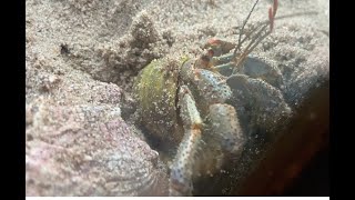 The Magic of Molting How to help your hermit crabs molt [upl. by Ylreveb]