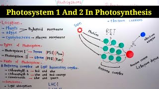 Photosystem 1 And 2 In Photosynthesis  Lec 13  Plant Physiology [upl. by Ahsaercal]