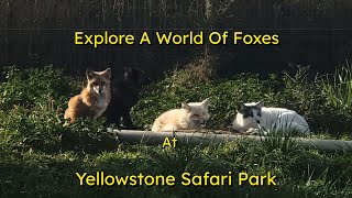 Explore A World Of Foxes foxes wildlife yellowstone yellowstonesafaripark [upl. by Julide]