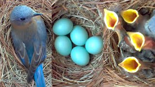 A Fascinating Look at Baby Bluebirds TimeLapse Video with Live Nest Box Cam [upl. by Niwre266]