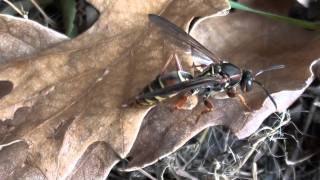 Paper Wasp Vespidae Polistes fuscatus Female on Leaf [upl. by Pascia135]