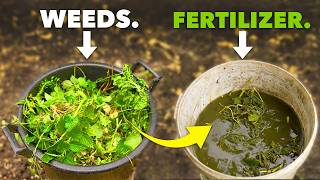 Better than Miracle Gro Make Fertilizer from Weeds [upl. by Lizette389]