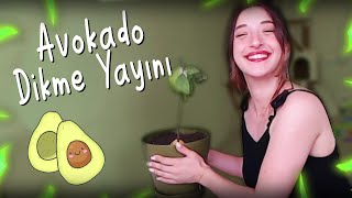 AVOKADO DİKME YAYINI [upl. by Phelan]