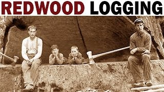 Redwood Logging  1946  Documentary on the Giant Redwood Lumber Industry in California [upl. by Marfe843]