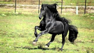 WORLD FAMOUS FRIESIAN STALLION [upl. by Nnahaid]