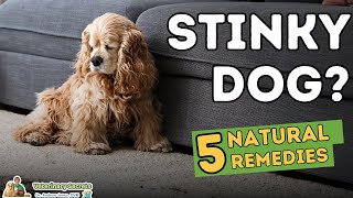 Stinky Dog 5 Home Remedies That Work [upl. by Llenyaj]