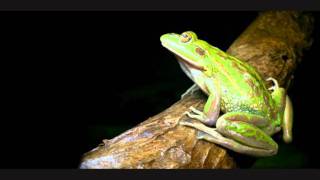 Call of the Growling Grass Frog [upl. by Lucila]