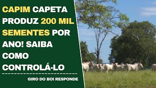 CAPIM CAPETA PRODUZ 200 MIL SEMENTES POR ANO SAIBA COMO CONTROLÁLO [upl. by Letta706]