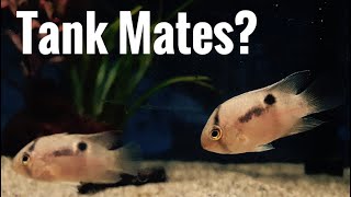 Top 5 Tank Mates for Keyhole Cichlid [upl. by Anailuj601]