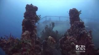 Artificial reef 10 years of growth [upl. by Ssegrub]