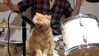 Cats amp dogs singing with their owners  Funny and cute animal compilation [upl. by Odlareg]