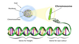 Location of Genes I Chromosomes DNA and Genes I FULL VIDEO [upl. by Elleneg]