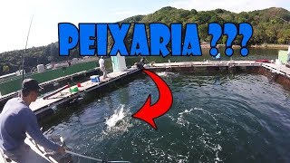 海上釣り堀 Pesque e Pague no Japão Ep13 Pescaria com os amigos [upl. by Kaete]