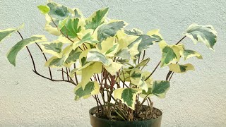 Hedera Canariensis  Variegated Algerian Ivy hoymodela [upl. by Elatnahc]