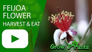 Feijoa flowers  eat grow and care  sweet taste [upl. by Llecram]