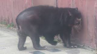 メガネグマのたるたるお尻が可愛い🐻 《東山動植物園》 [upl. by Josepha920]