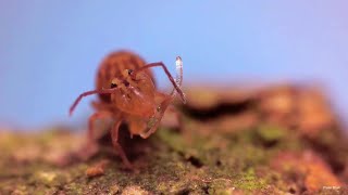 Globular Springtails demonstrating their collophore [upl. by Zined432]