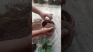 trending How to repott Cyclamen plantwinter flower in soil cocopeet vermi compost mixture 💞 [upl. by Eras344]