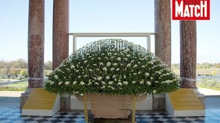 Le chrysanthème une fleur impériale à Versailles [upl. by Slifka]